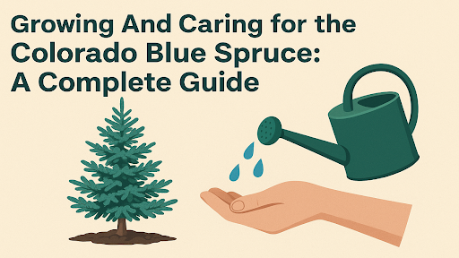 Colorado Blue Spruce