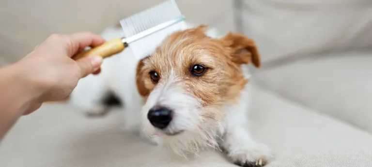 mobile dog grooming near me