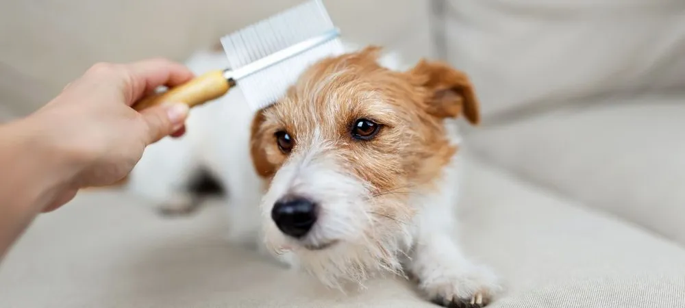 mobile dog grooming near me