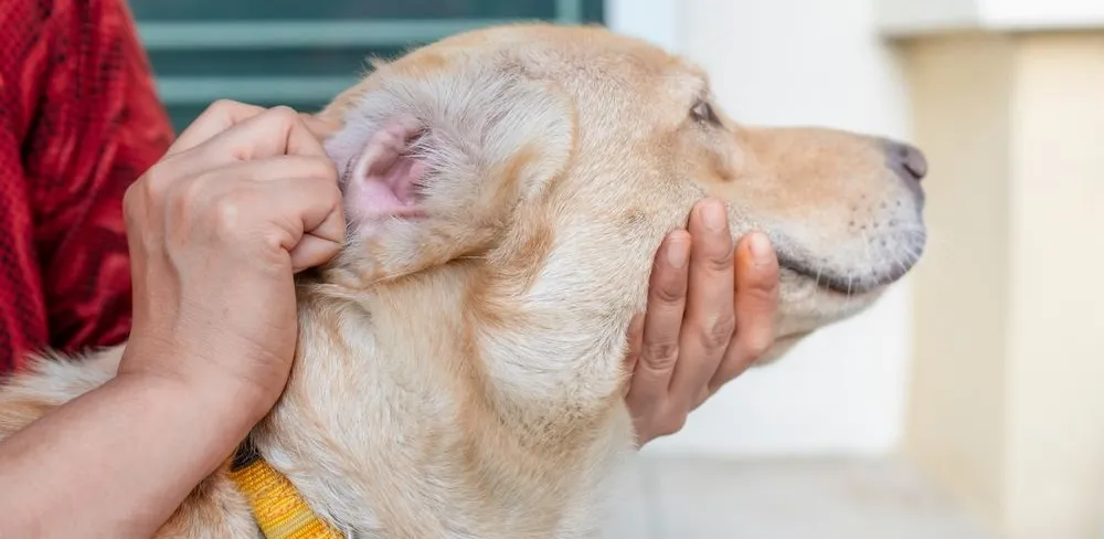 mobile dog grooming near me
