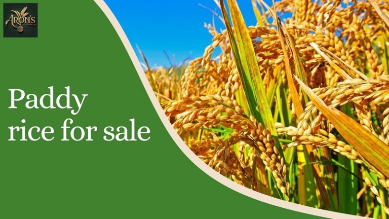 paddy rice for sale