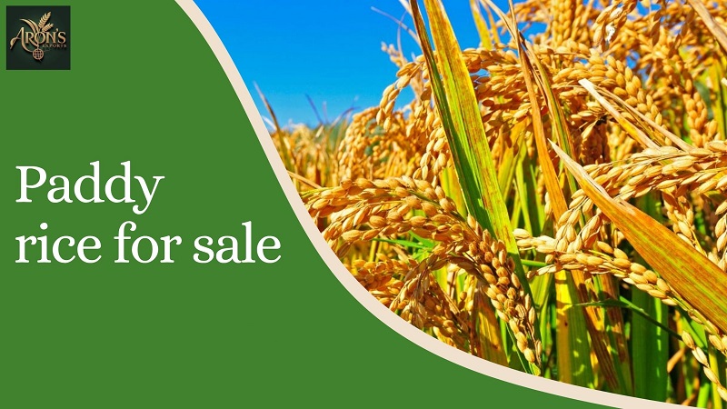 paddy rice for sale